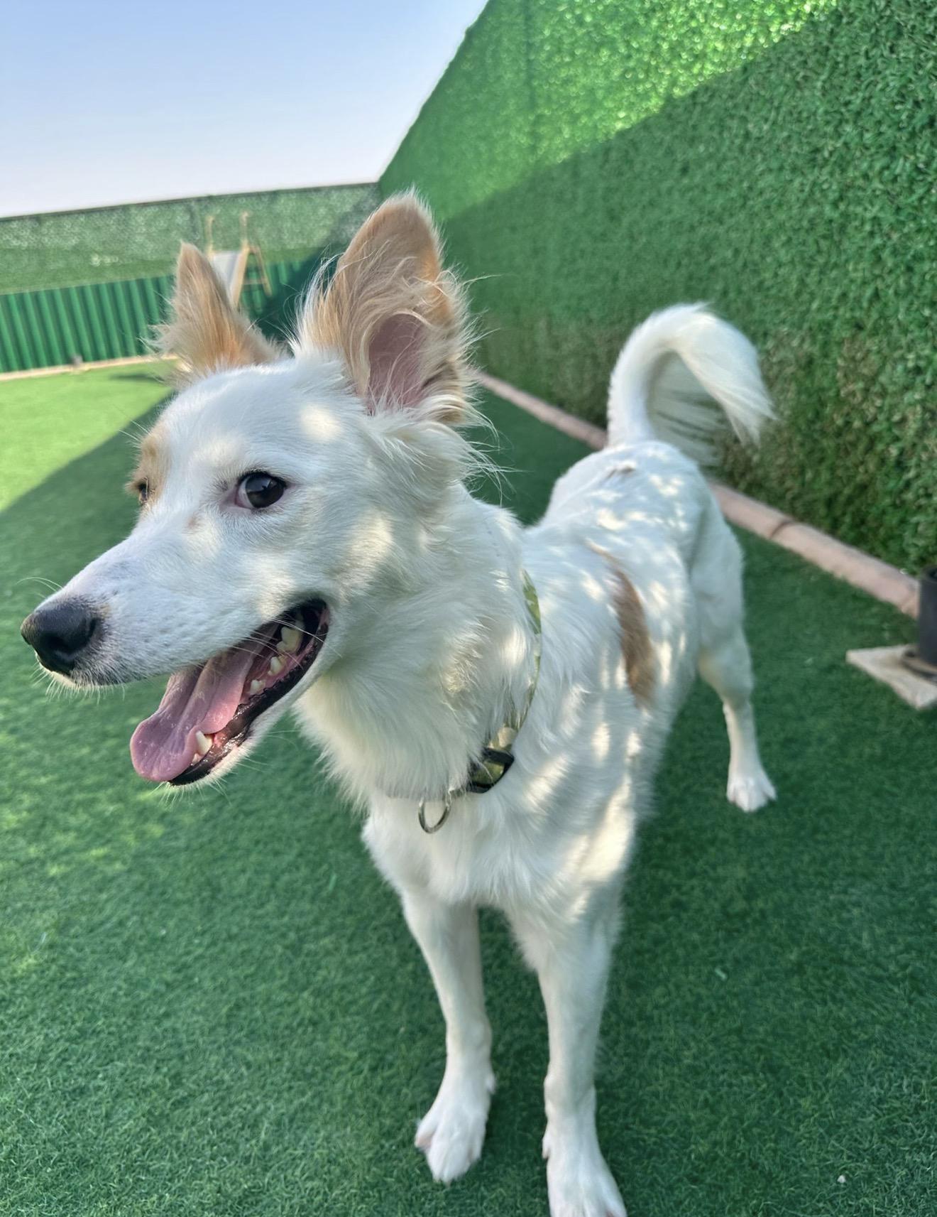 Enlarge Piccolo - Foster Needed, a Adoptable mixed breed in Huntingtown, MD image 3/6