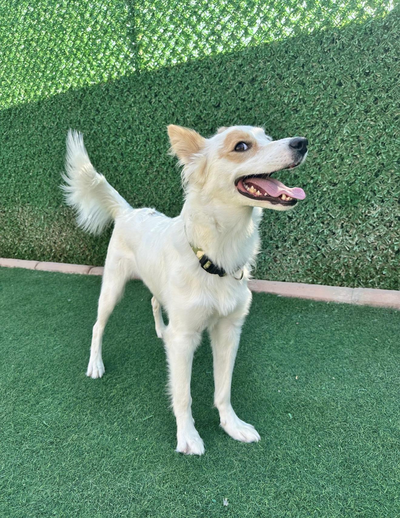 Enlarge Piccolo - Foster Needed, a Adoptable mixed breed in Huntingtown, MD image 4/6