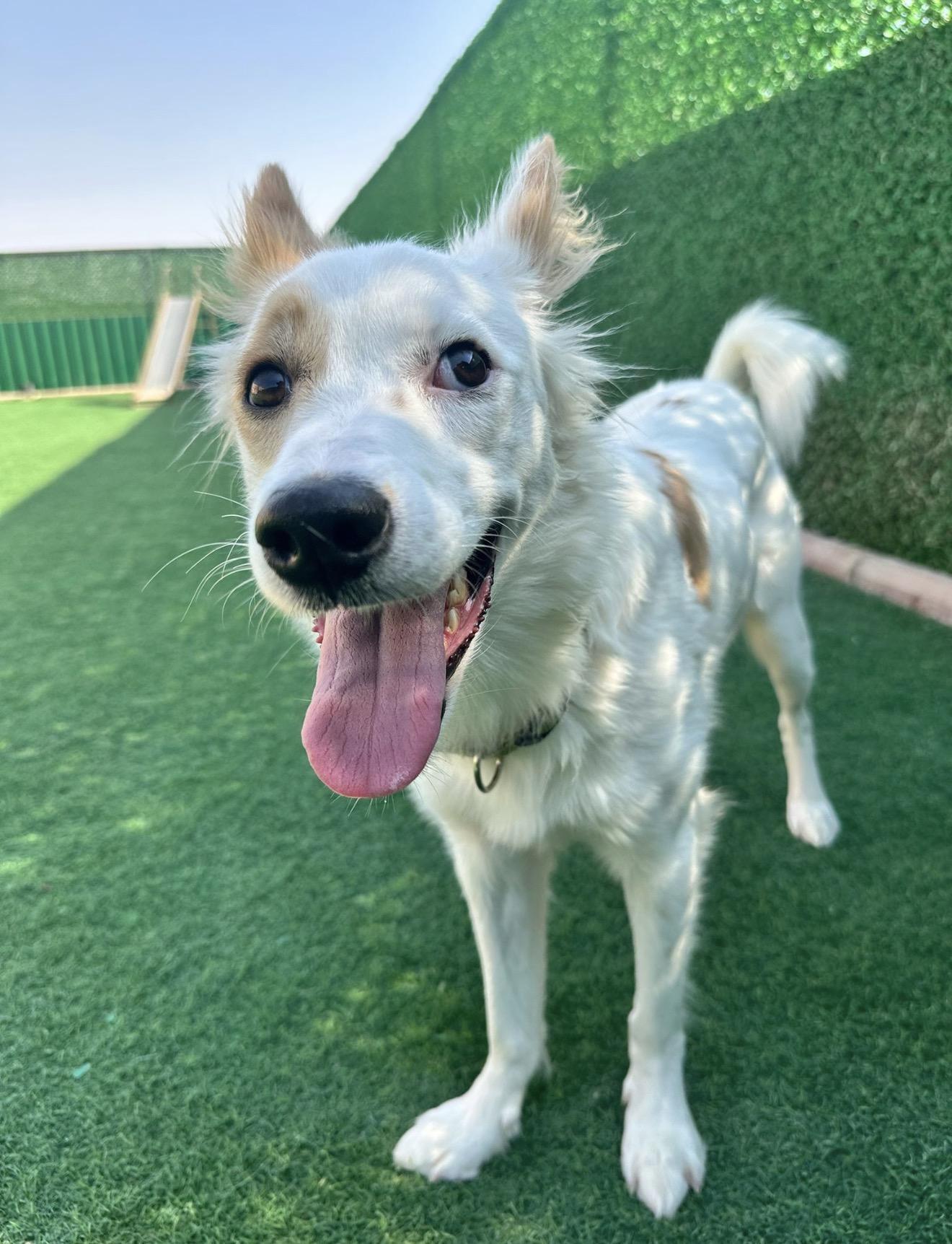 Enlarge Piccolo - Foster Needed, a Adoptable mixed breed in Huntingtown, MD image 5/6