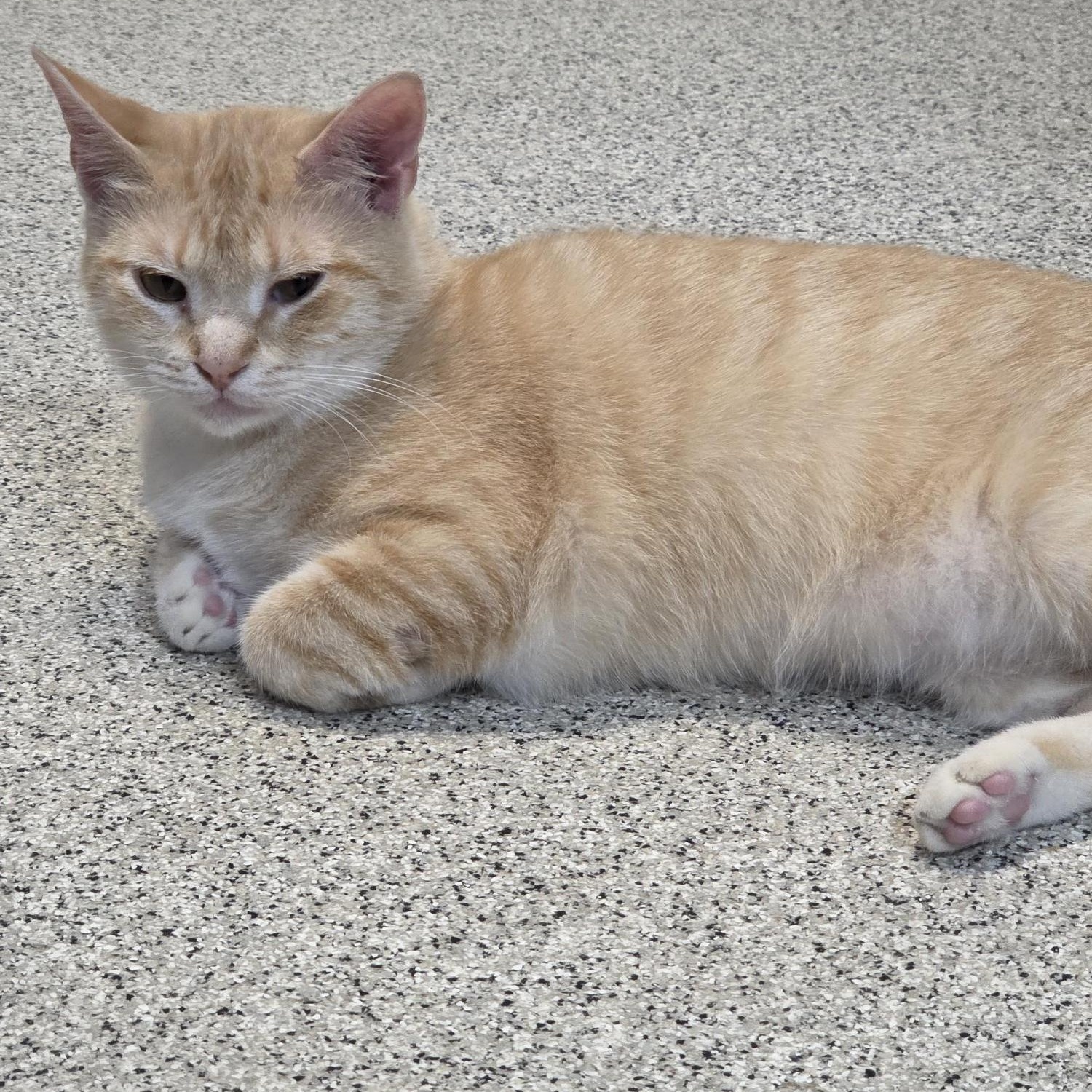 Nellie, ADOPTABLE, Adult Female Domestic Short Hair.