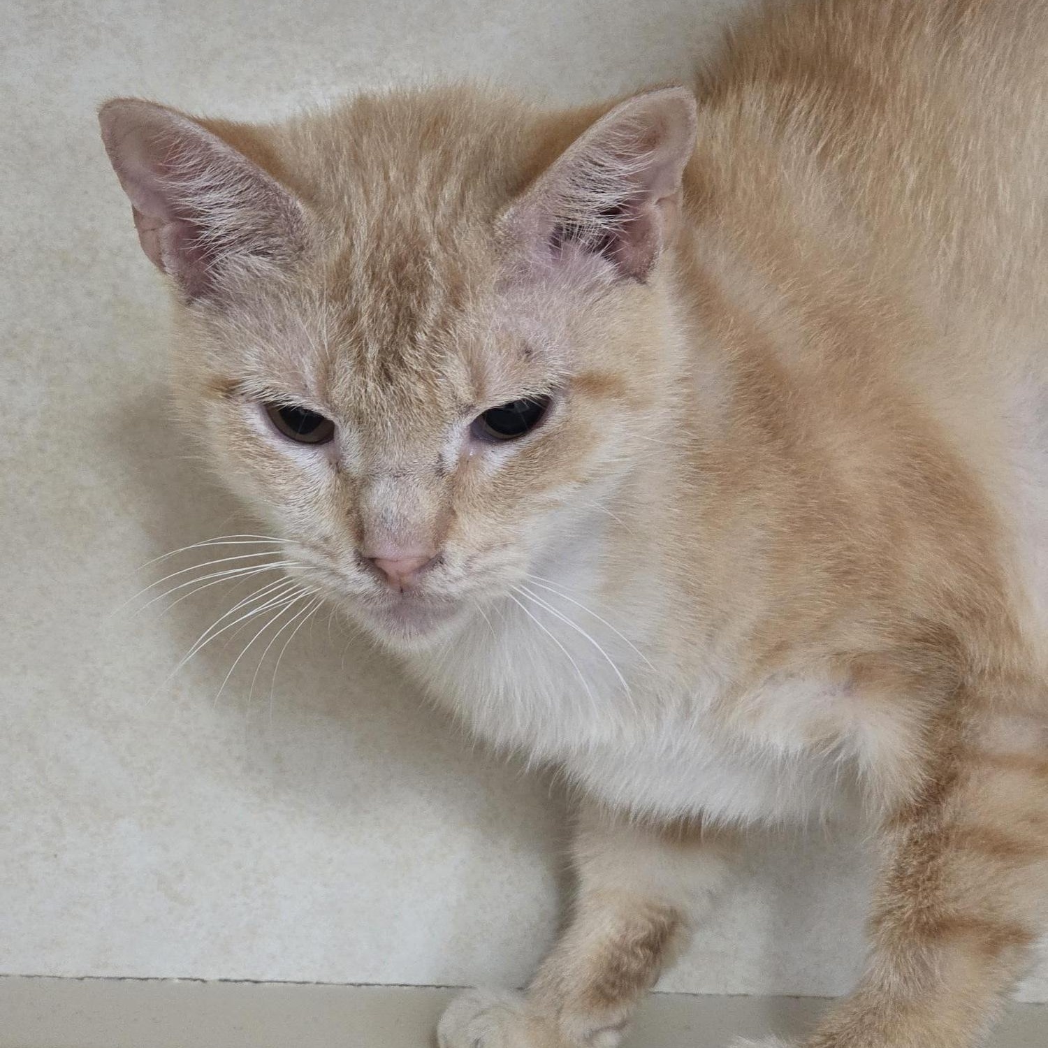 Enlarge Nellie, a ADOPTABLE Domestic Short Hair in Carthage, NC image 3/4
