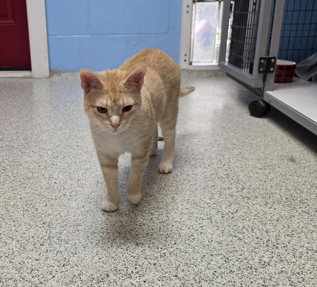 Enlarge Nellie, a ADOPTABLE Domestic Short Hair in Carthage, NC image 2/4
