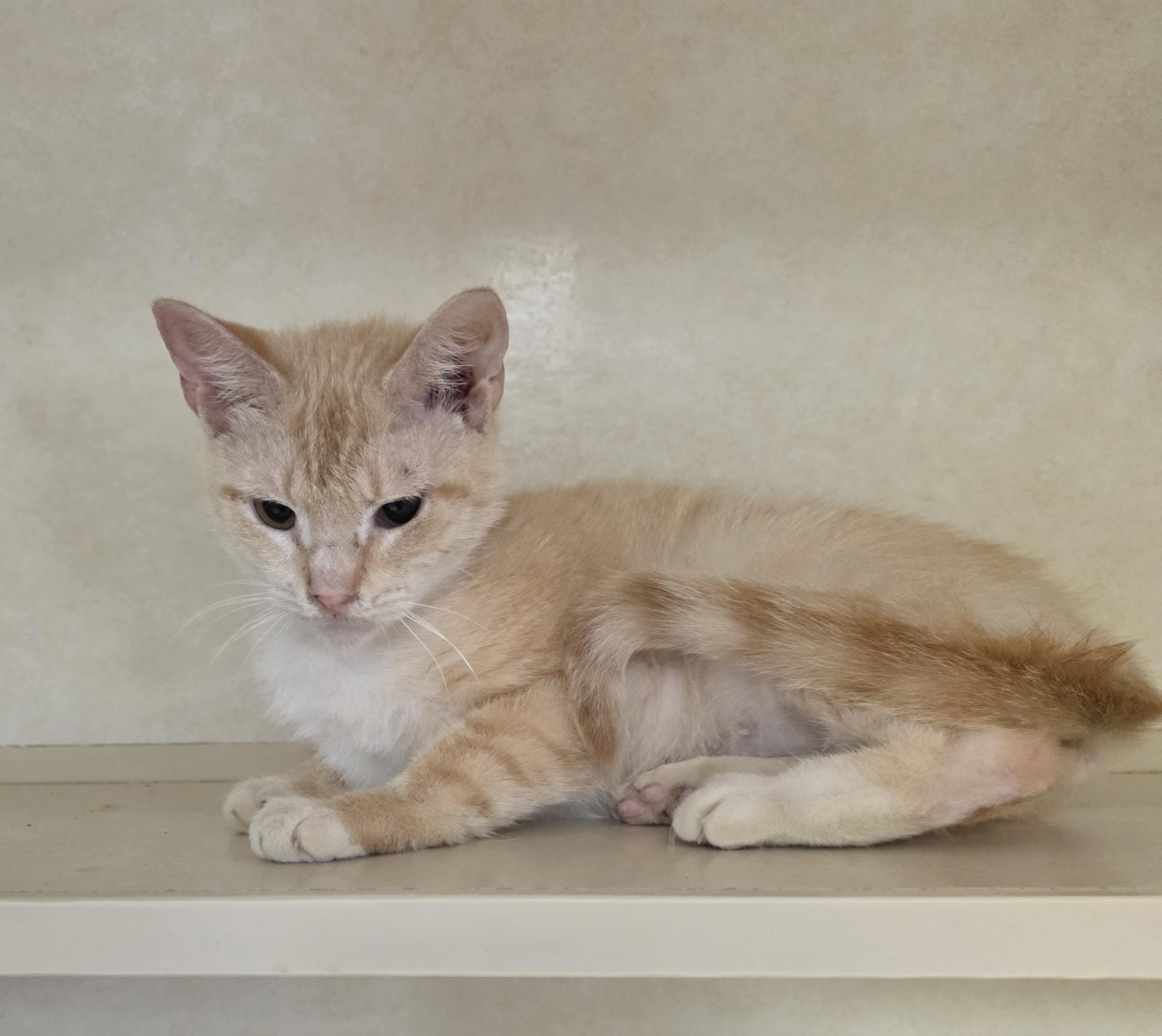 Enlarge Nellie, a ADOPTABLE Domestic Short Hair in Carthage, NC image 4/4