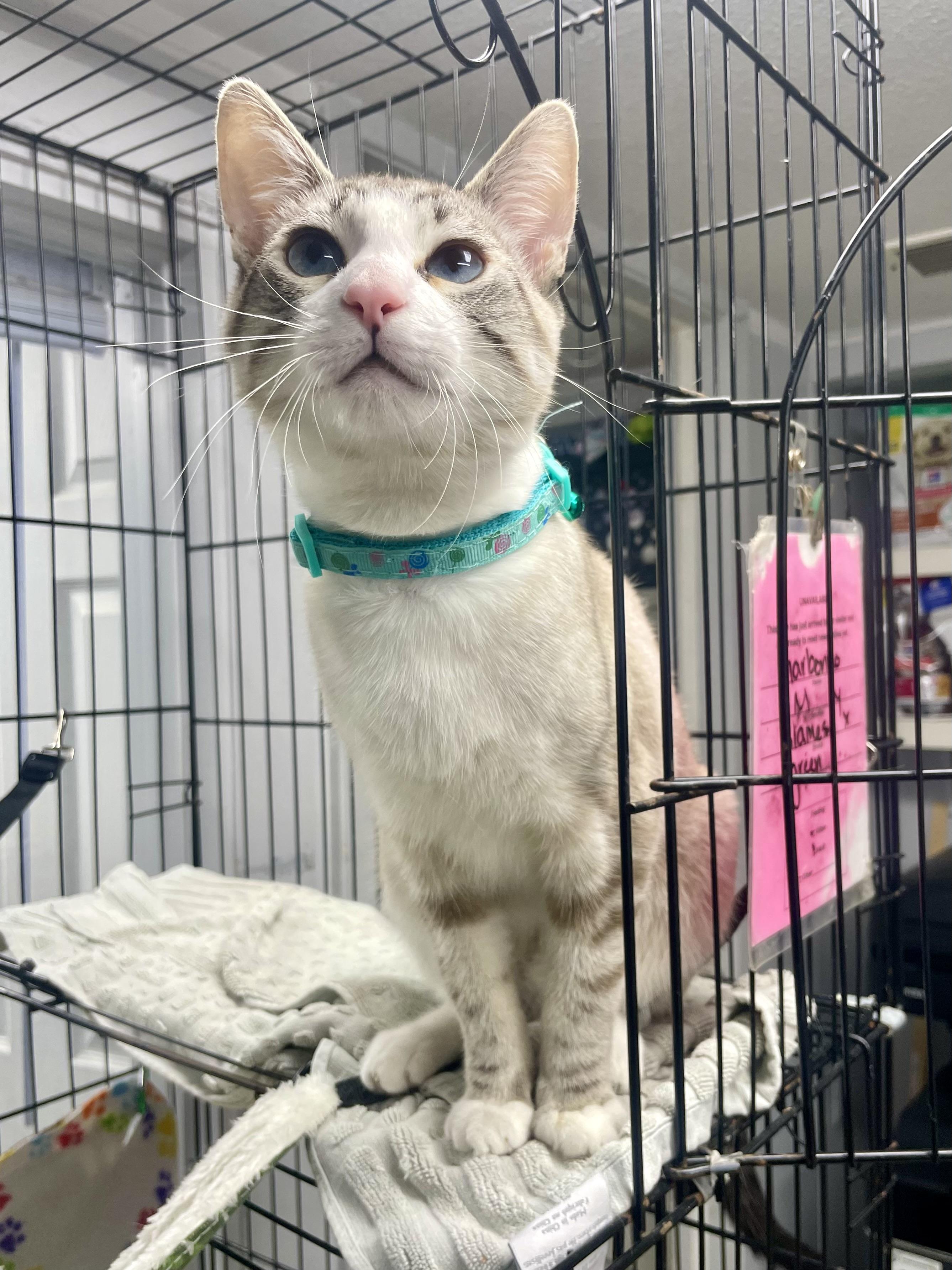 Enlarge Garbonzo, a ADOPTABLE mixed breed in Plano, TX image 5/6