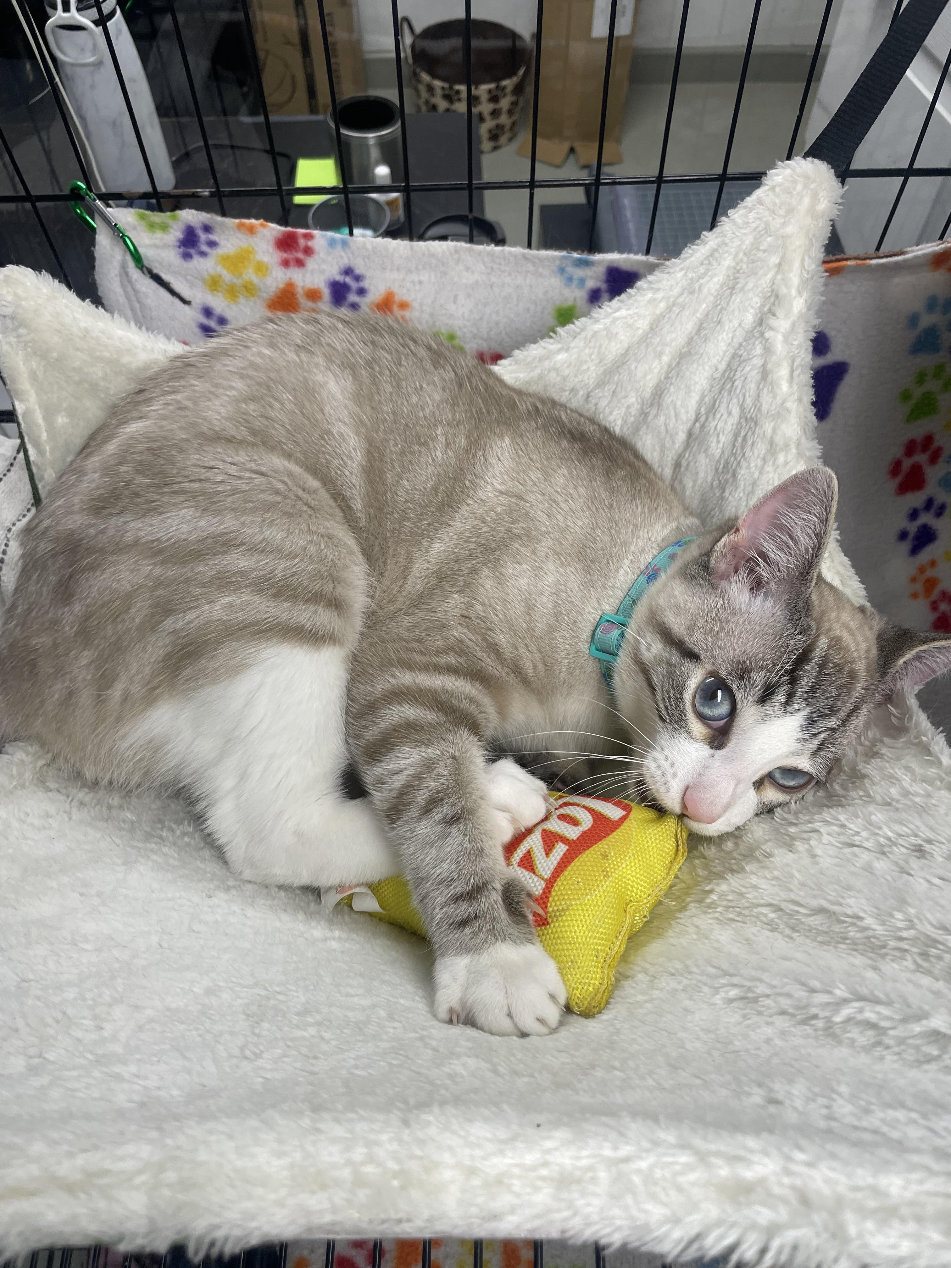 Enlarge Garbonzo, a ADOPTABLE mixed breed in Plano, TX image 6/6