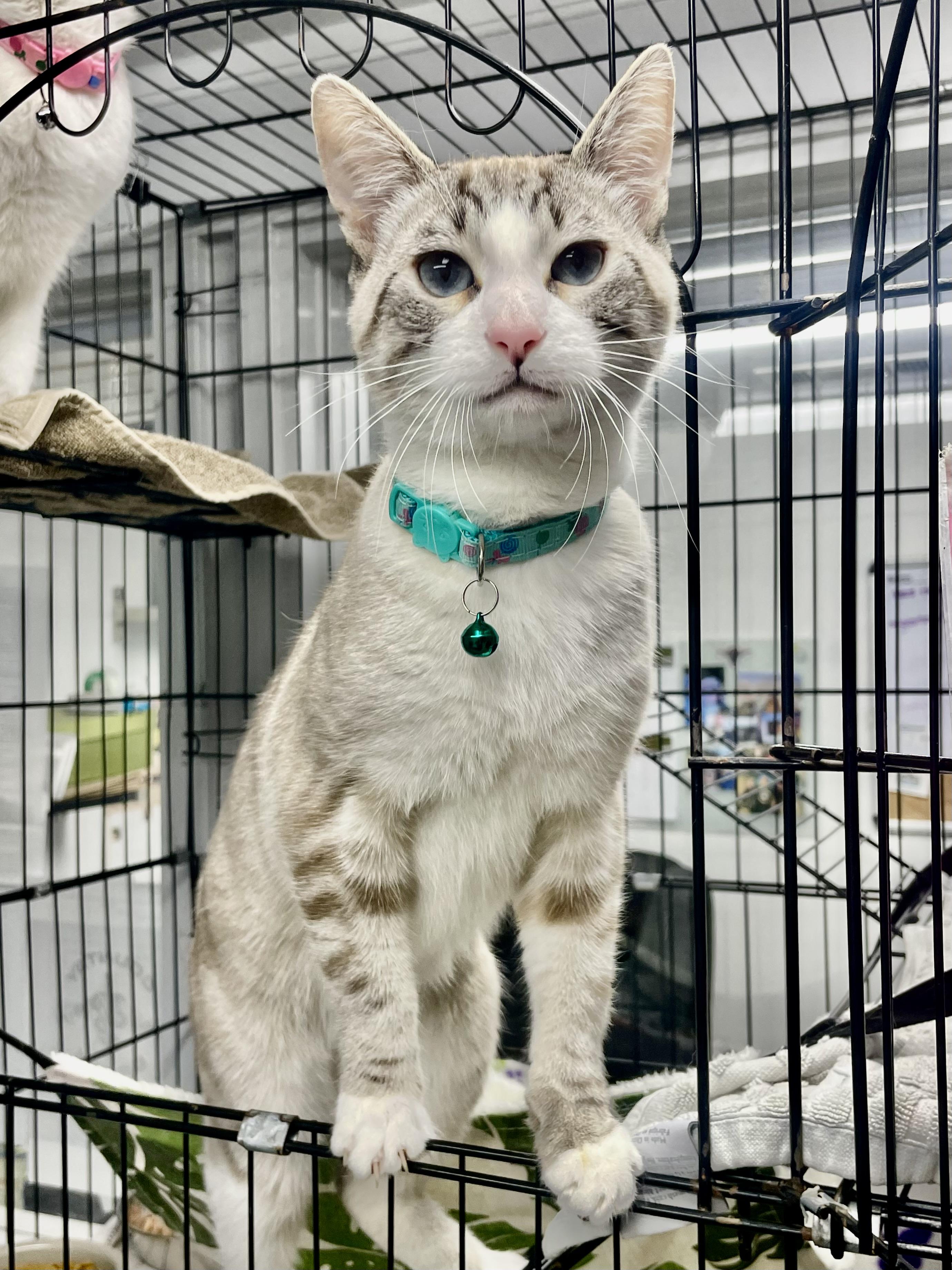 Garbonzo, ADOPTABLE, Adult Male Siamese.