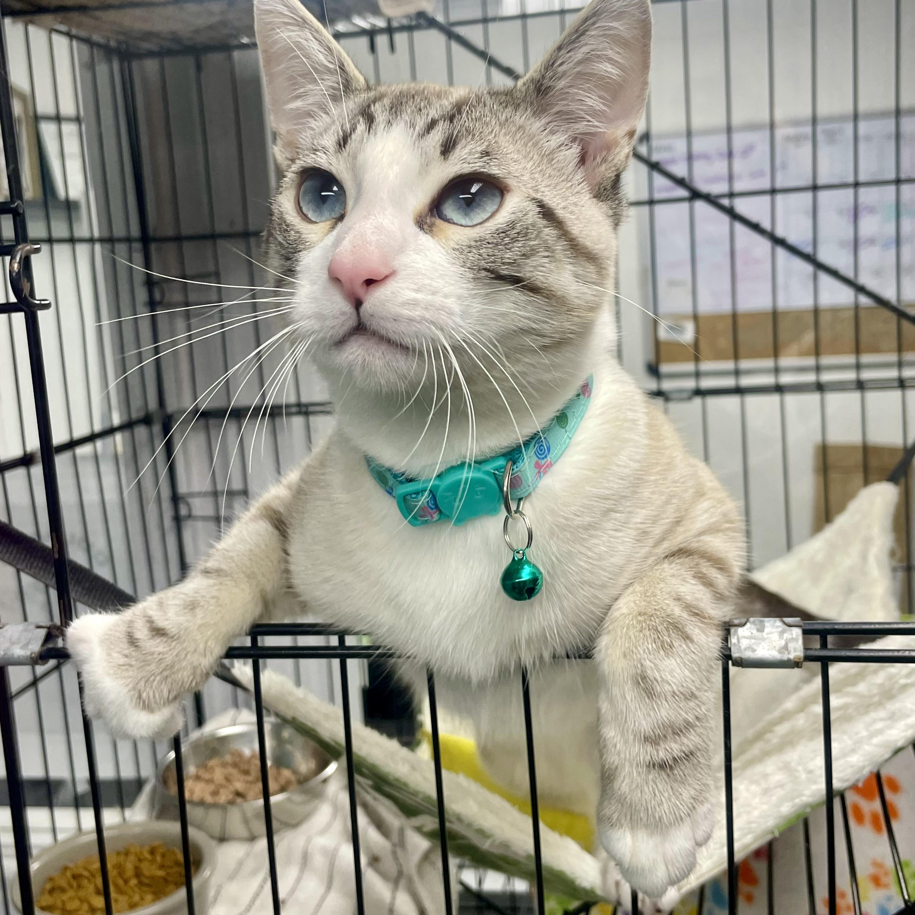 Enlarge Garbonzo, a ADOPTABLE mixed breed in Plano, TX image 4/6