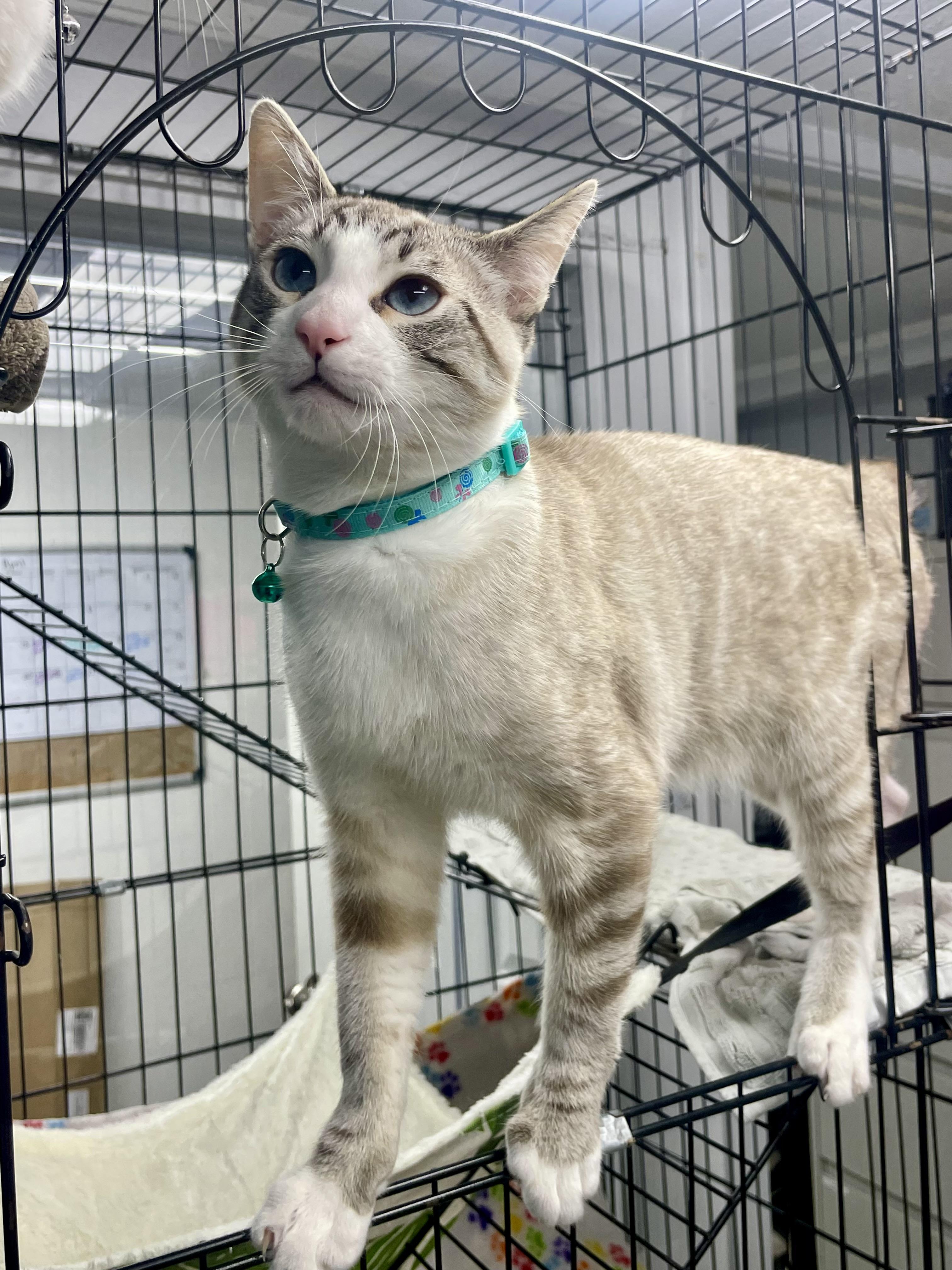 Enlarge Garbonzo, a ADOPTABLE mixed breed in Plano, TX image 3/6