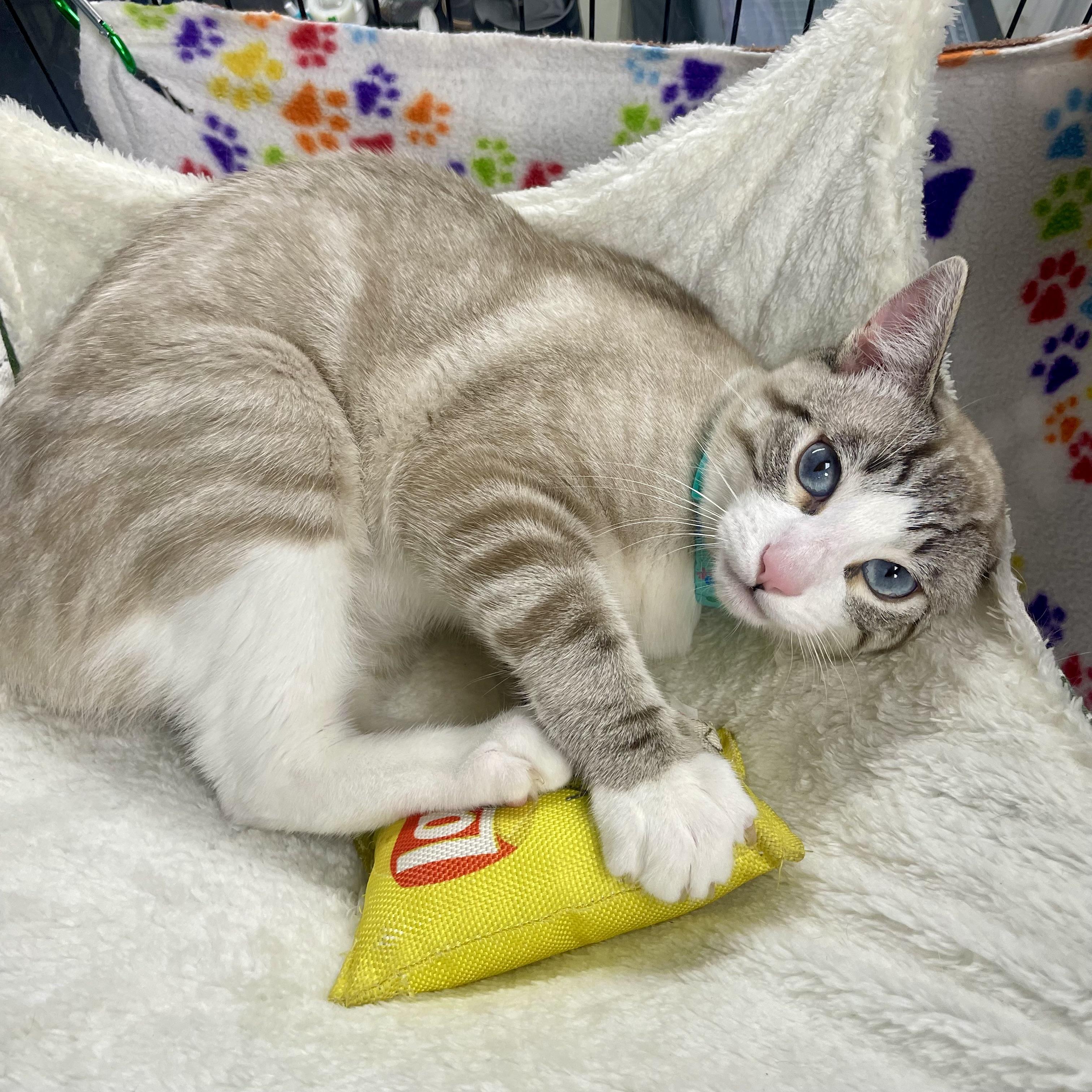 Enlarge Garbonzo, a ADOPTABLE mixed breed in Plano, TX image 2/6