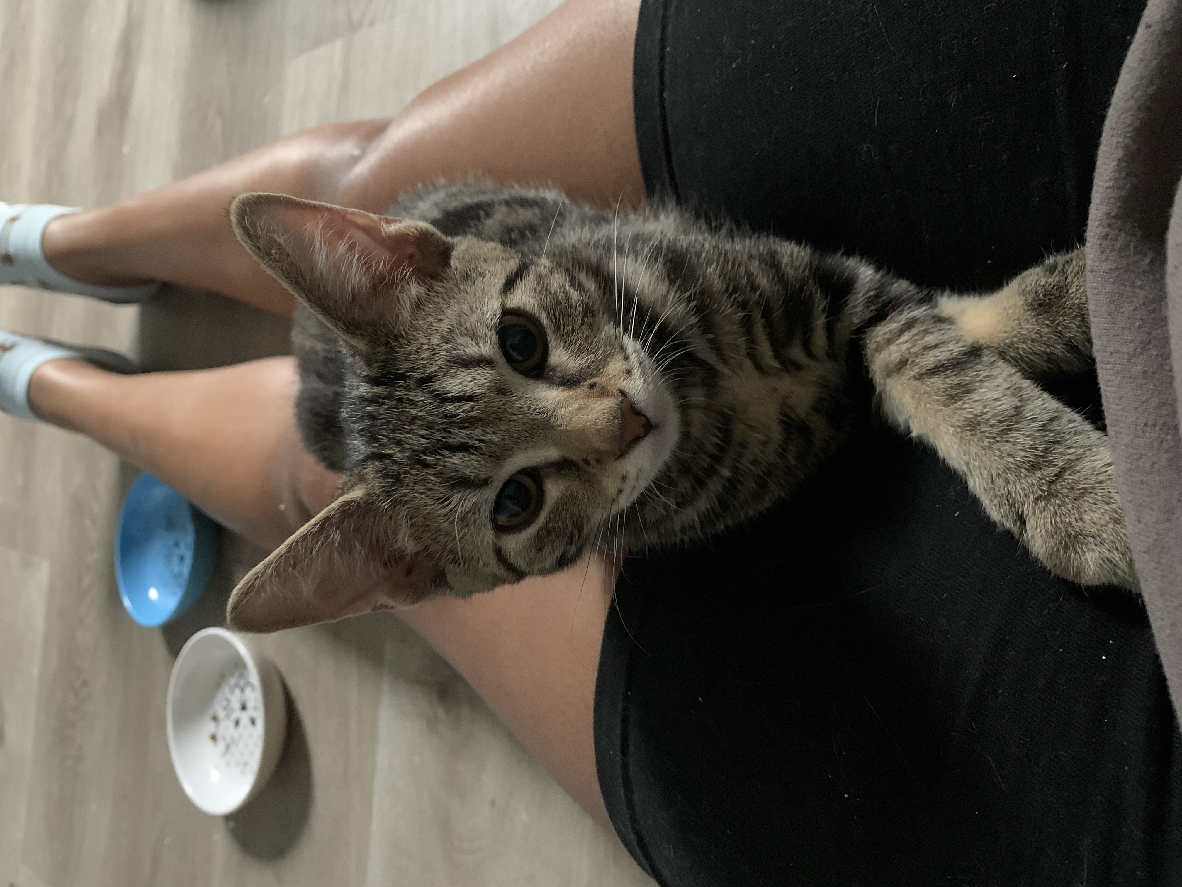 Cat for adoption Francesca St. Bernard, a Domestic Short Hair in