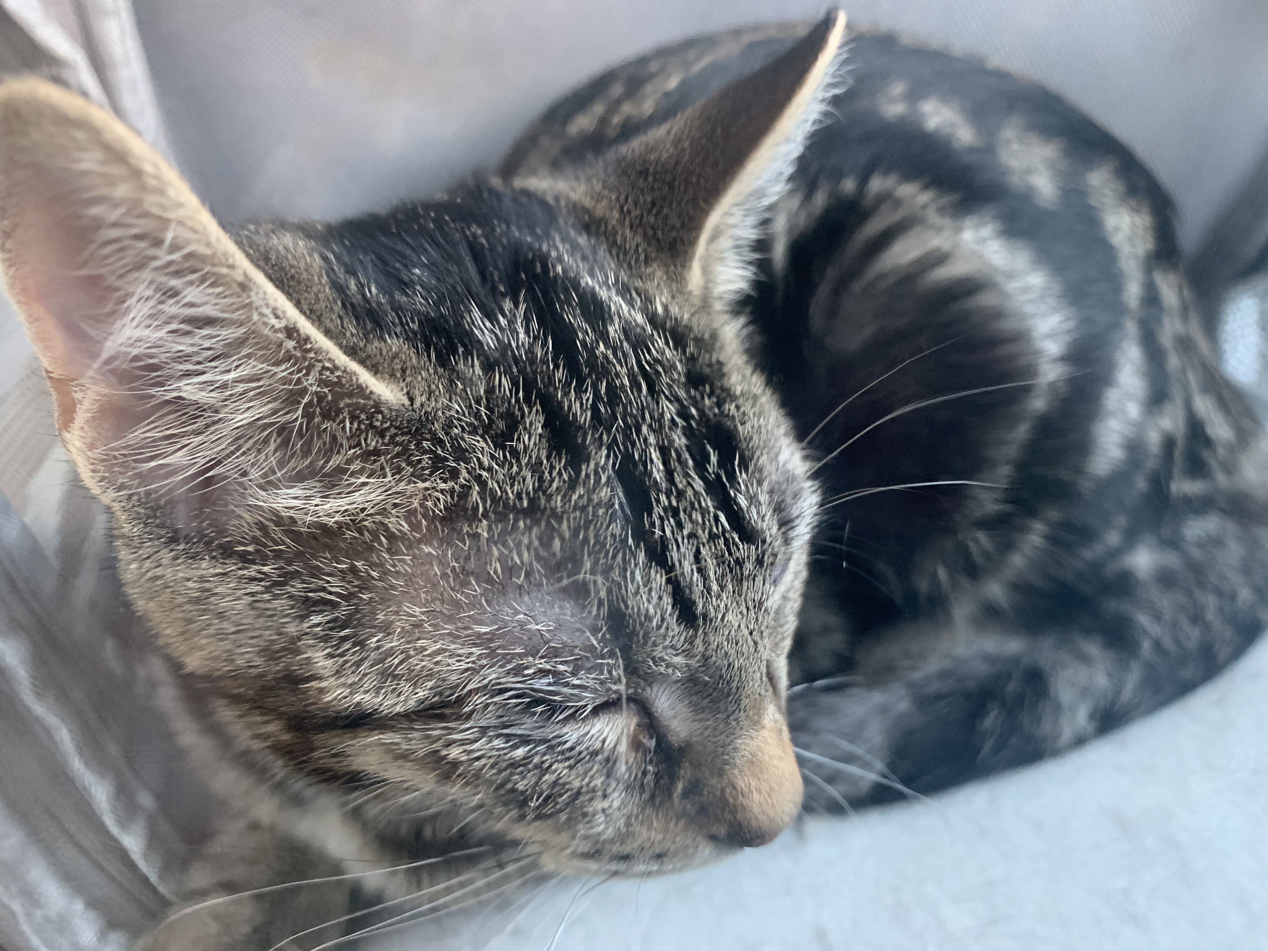 Cat for adoption Francesca St. Bernard, a Domestic Short Hair in