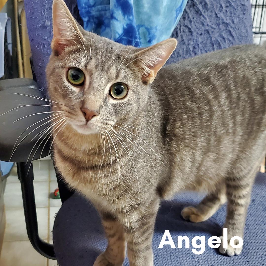 Angelo, Adult Male Domestic Short Hair