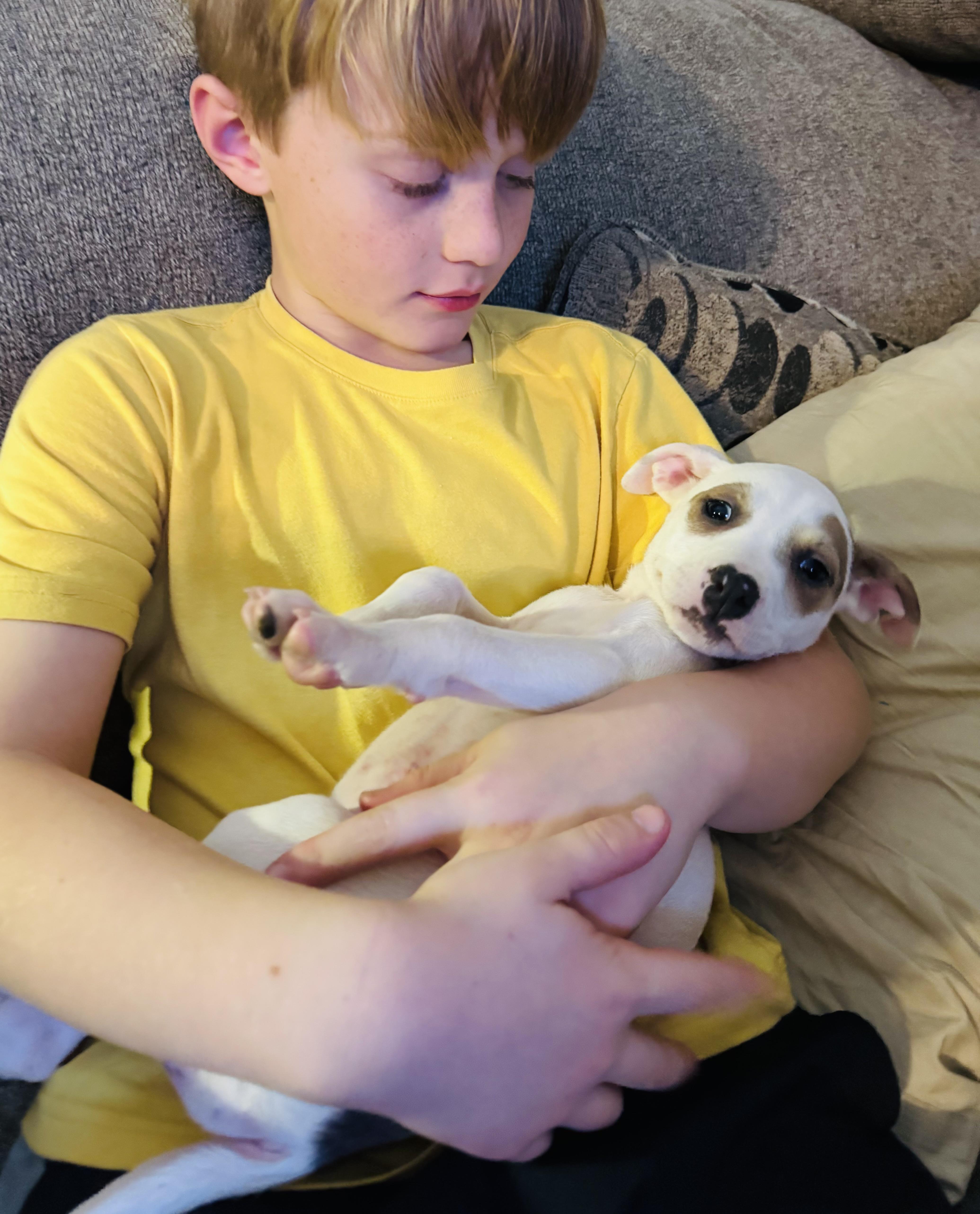 Izzy, Adoptable, Puppy Female Labrador Retriever.