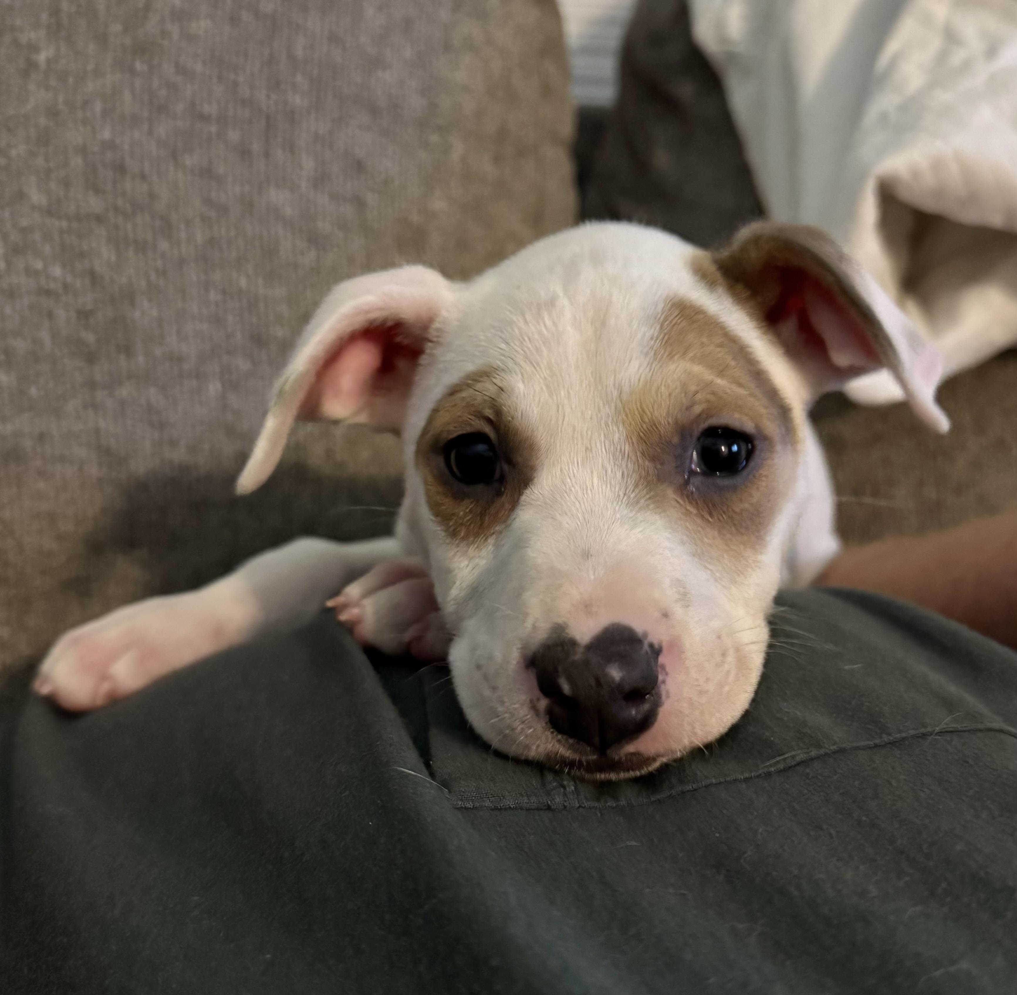 Enlarge Izzy, a other mixed breed in Albemarle, NC image 2/2