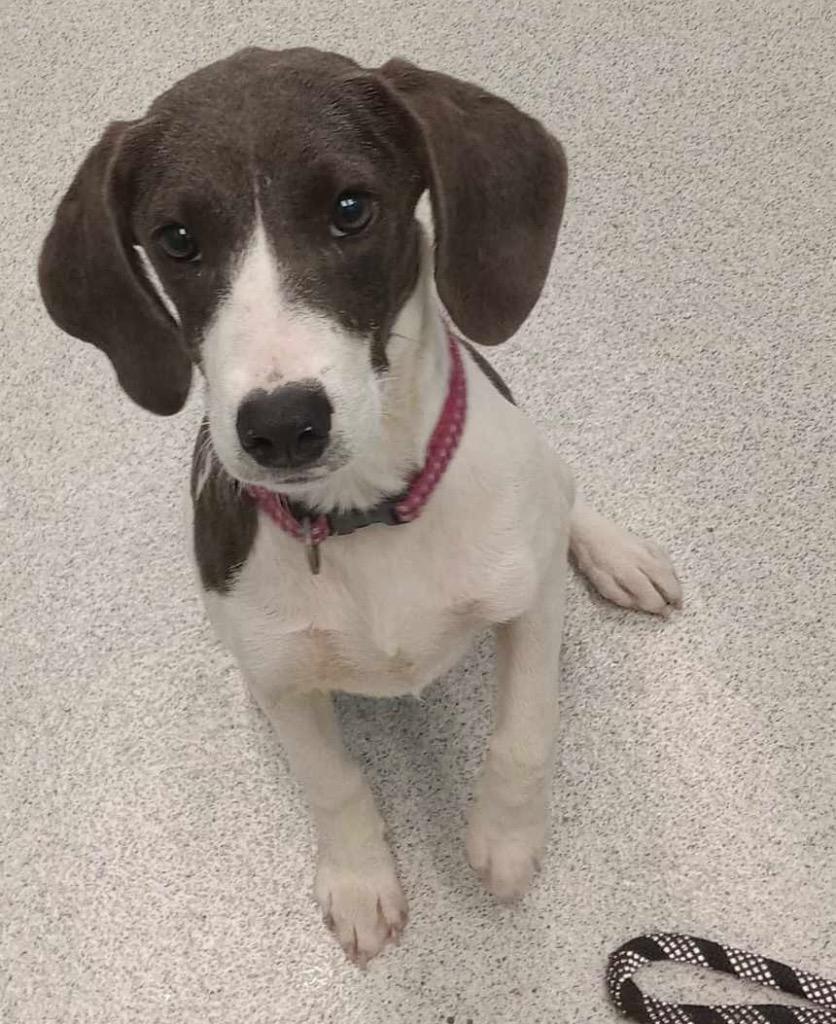 Enlarge Misty, an adoptable mixed breed in Frankfort, KY image 2/2