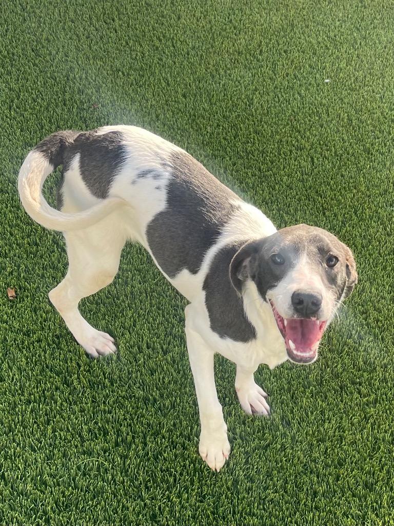 Misty, adoptable, Young Female Hound & Mixed Breed.