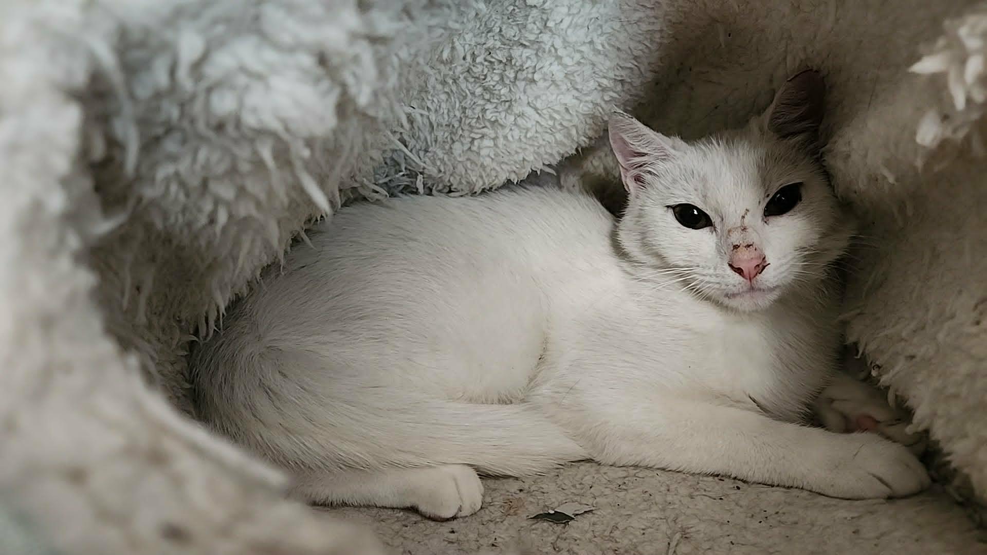 Enlarge Snowy, a Adoptable mixed breed in santa clara, CA image 3/6