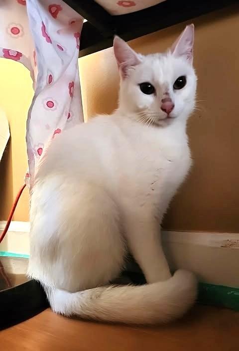 Snowy, Adoptable, Kitten Female Siamese & American Shorthair.