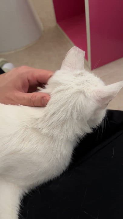 Enlarge Snowy, a Adoptable mixed breed in santa clara, CA video 6/6