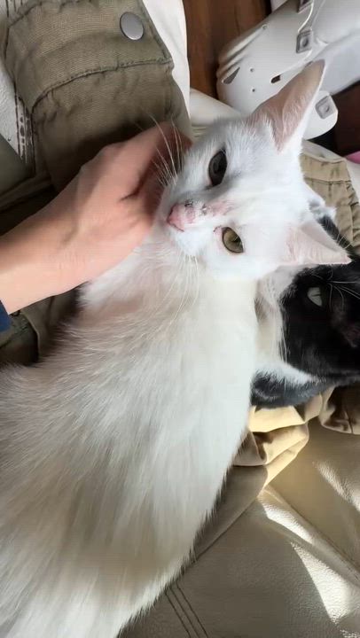 Enlarge Snowy, a Adoptable mixed breed in santa clara, CA video 2/6