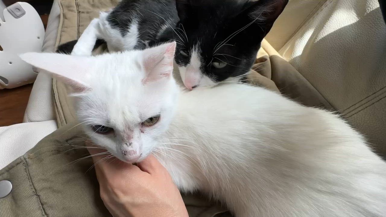 Enlarge Snowy, a Adoptable mixed breed in santa clara, CA video 4/6