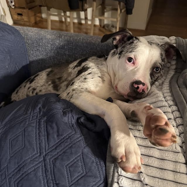 Enlarge Tiesto, a ADOPTABLE mixed breed in Midlothian, VA image 5/6