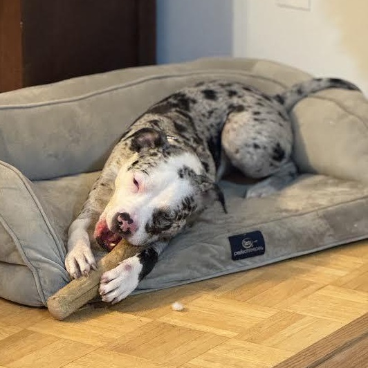 Enlarge Tiesto, a ADOPTABLE mixed breed in Midlothian, VA image 4/6