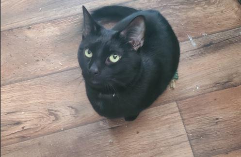 Enlarge Sam, a Adoptable Domestic Short Hair in Russellville, KY image 1/1