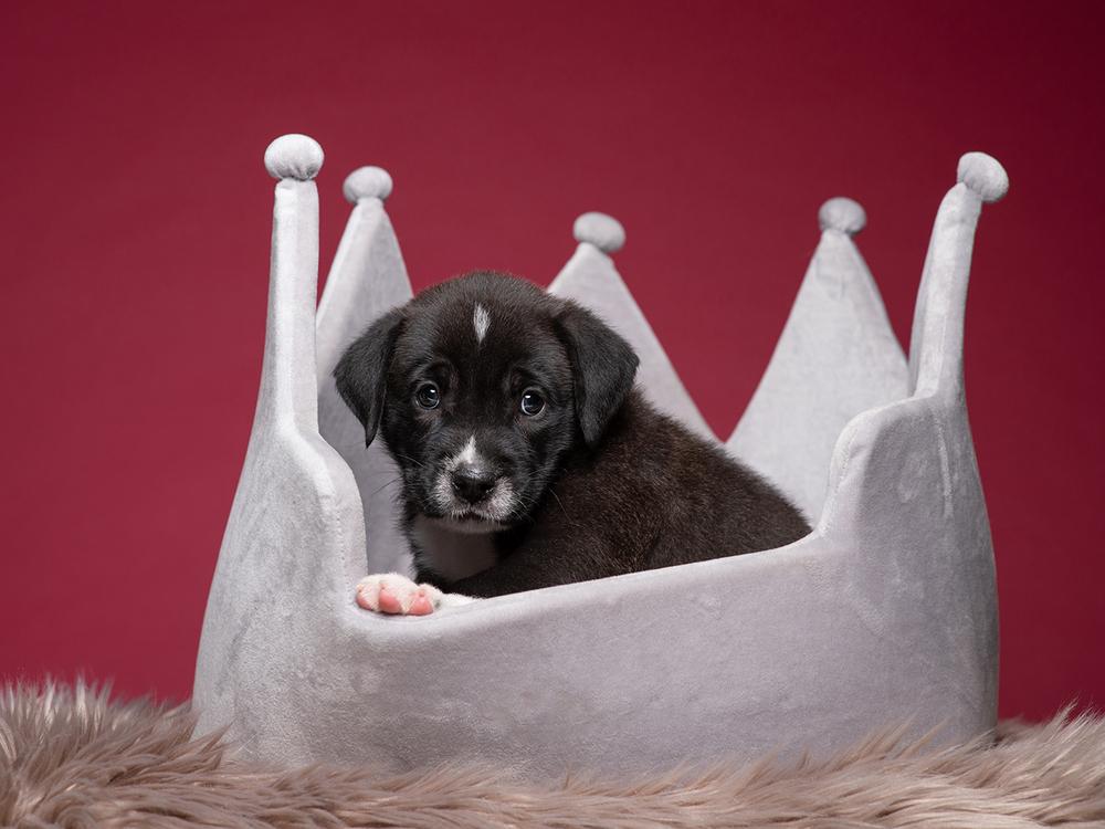 Enlarge Phil (Dynamic Duo Litter), a Adoptable mixed breed in New Albany, OH image 1/3