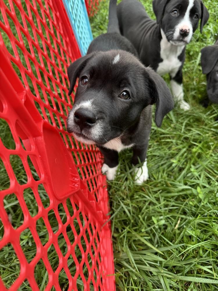 Phil (Dynamic Duo Litter), a Adoptable mixed breed in New Albany, OH image 2/4