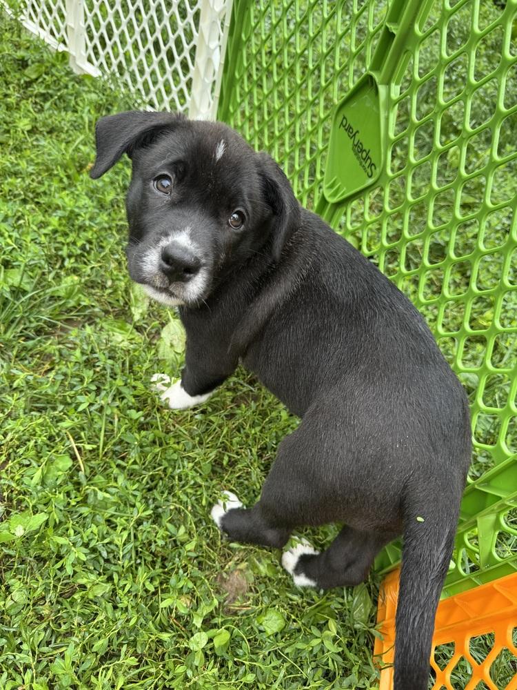 Phil (Dynamic Duo Litter), a Adoptable mixed breed in New Albany, OH image 3/4