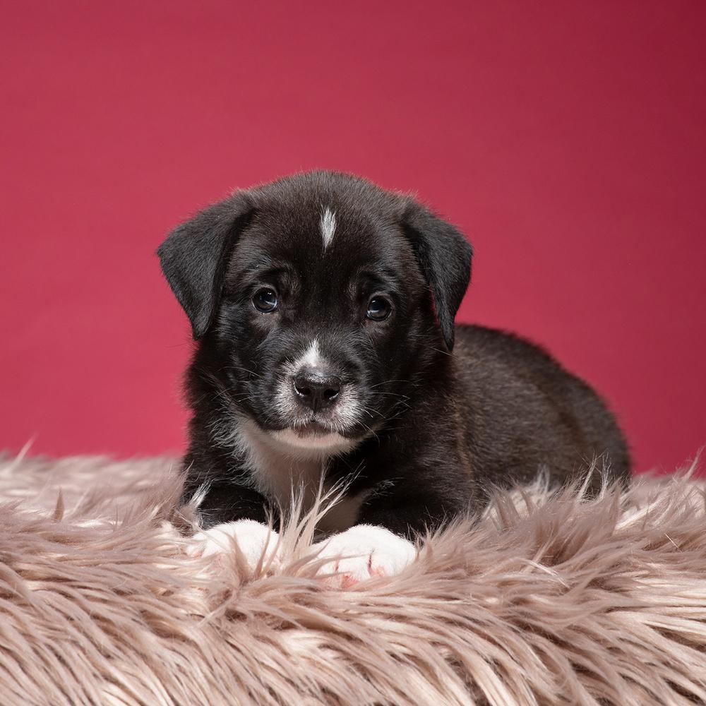 Enlarge Phil (Dynamic Duo Litter), a Adoptable mixed breed in New Albany, OH image 2/3
