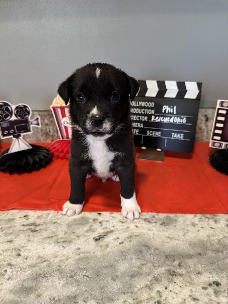Enlarge Phil (Dynamic Duo Litter), a Adoptable mixed breed in New Albany, OH image 3/3