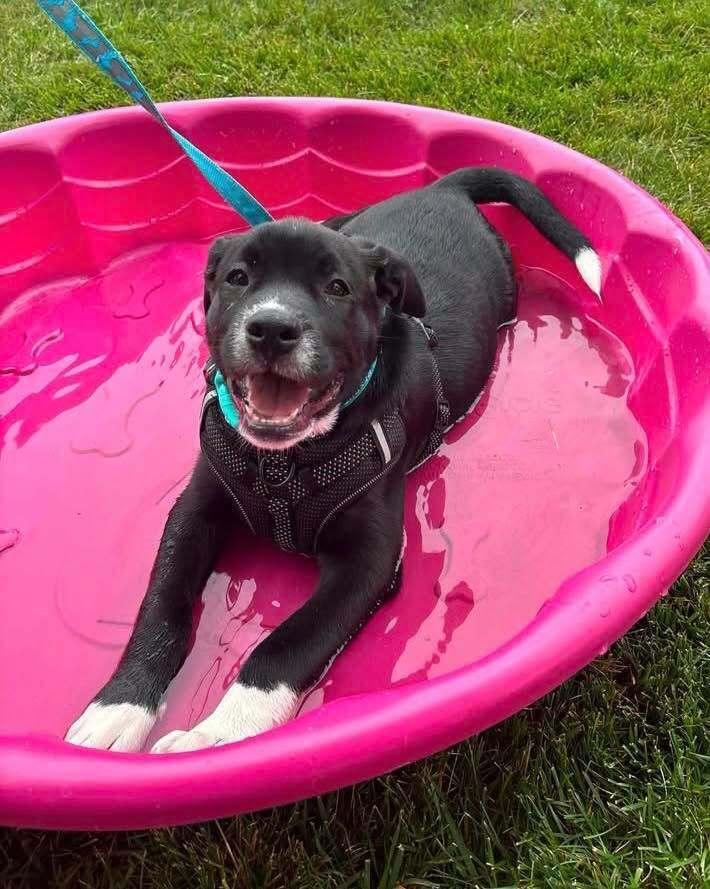 Phil (Dynamic Duo Litter), Adoptable, Puppy Male Labrador Retriever & Shar-Pei.