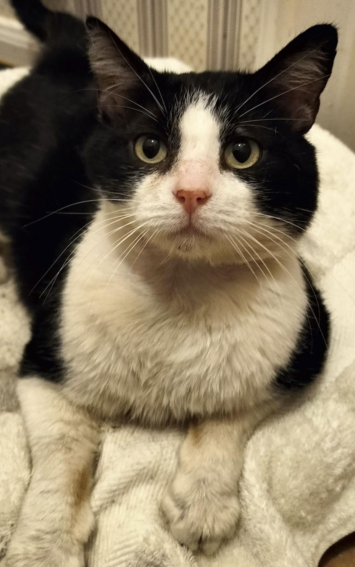 Enlarge Sol the Sweet - FIV+ Tuxedo, a Adoptable Domestic Short Hair in Frisco, TX image 1/3