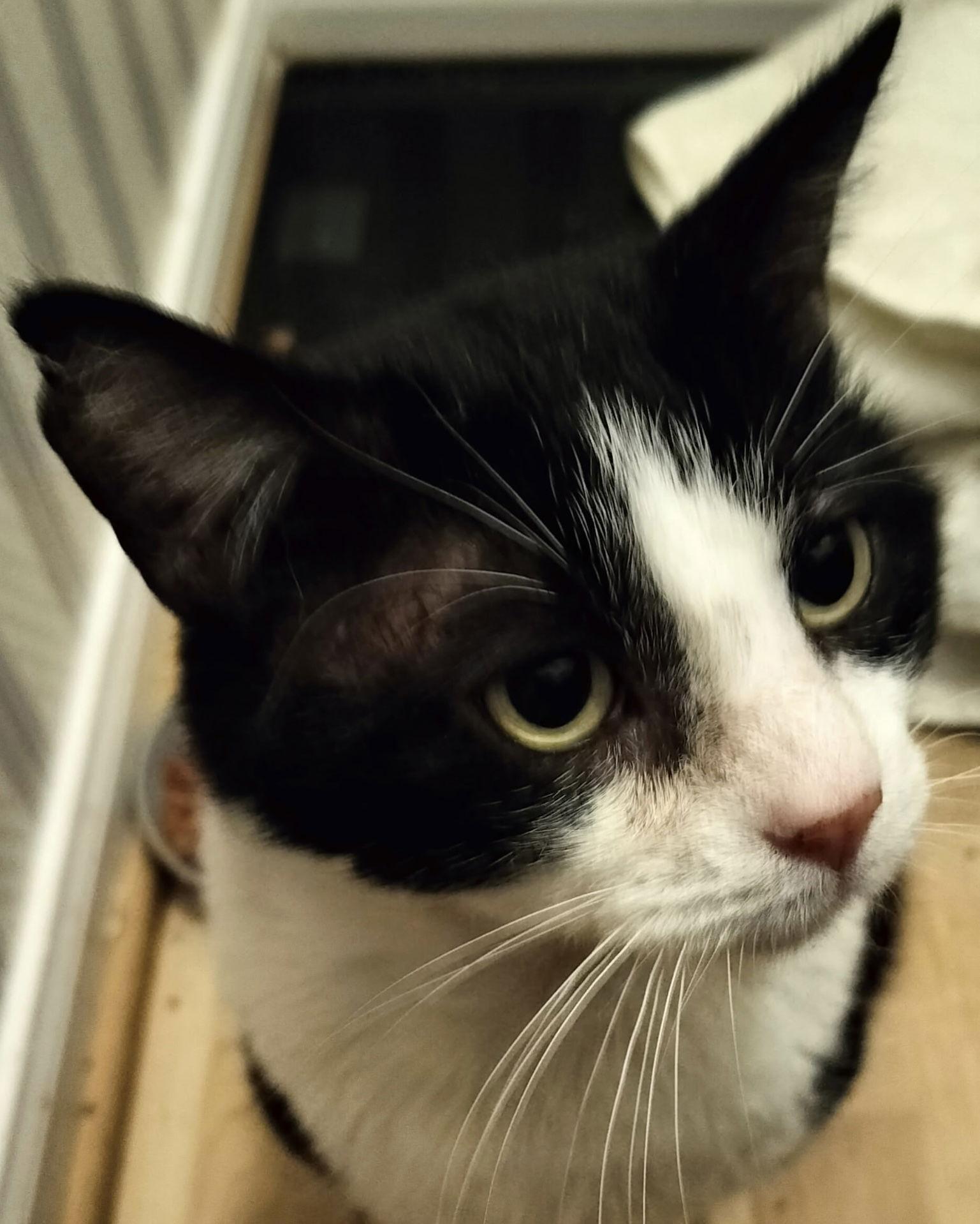 Enlarge Sol the Sweet - FIV+ Tuxedo, a Adoptable Domestic Short Hair in Frisco, TX image 2/3