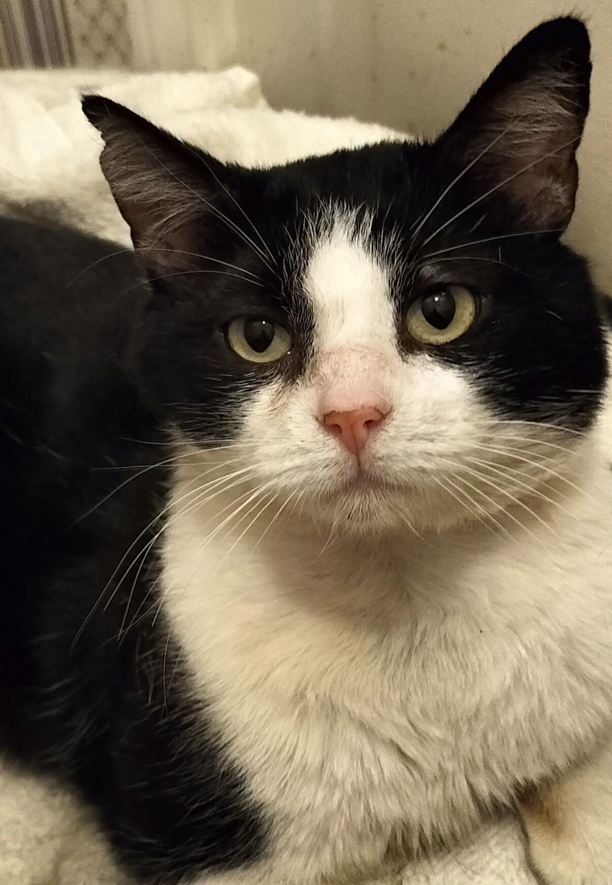 Enlarge Sol the Sweet - FIV+ Tuxedo, a Adoptable Domestic Short Hair in Frisco, TX image 3/3