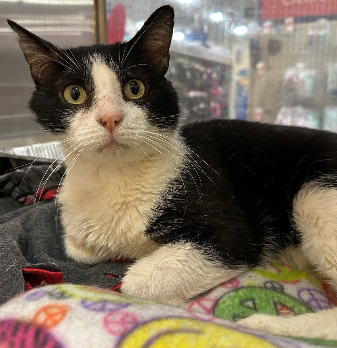 Enlarge Sol the Sweet - FIV+ Tuxedo, a Adoptable Domestic Short Hair in Frisco, TX image 3/3