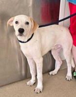 Enlarge Otis, a Adoptable Pointer in Oskaloosa, IA image 1/1