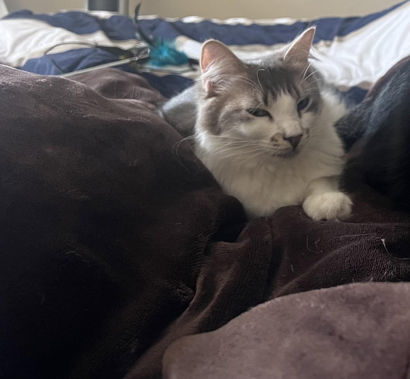 Pearl (Courtesy Post), Adoptable, Adult Female Domestic Medium Hair.