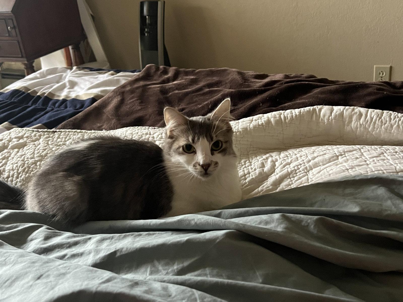 Enlarge Pearl (Courtesy Post), a Adoptable Domestic Medium Hair in San Jose, CA image 2/3