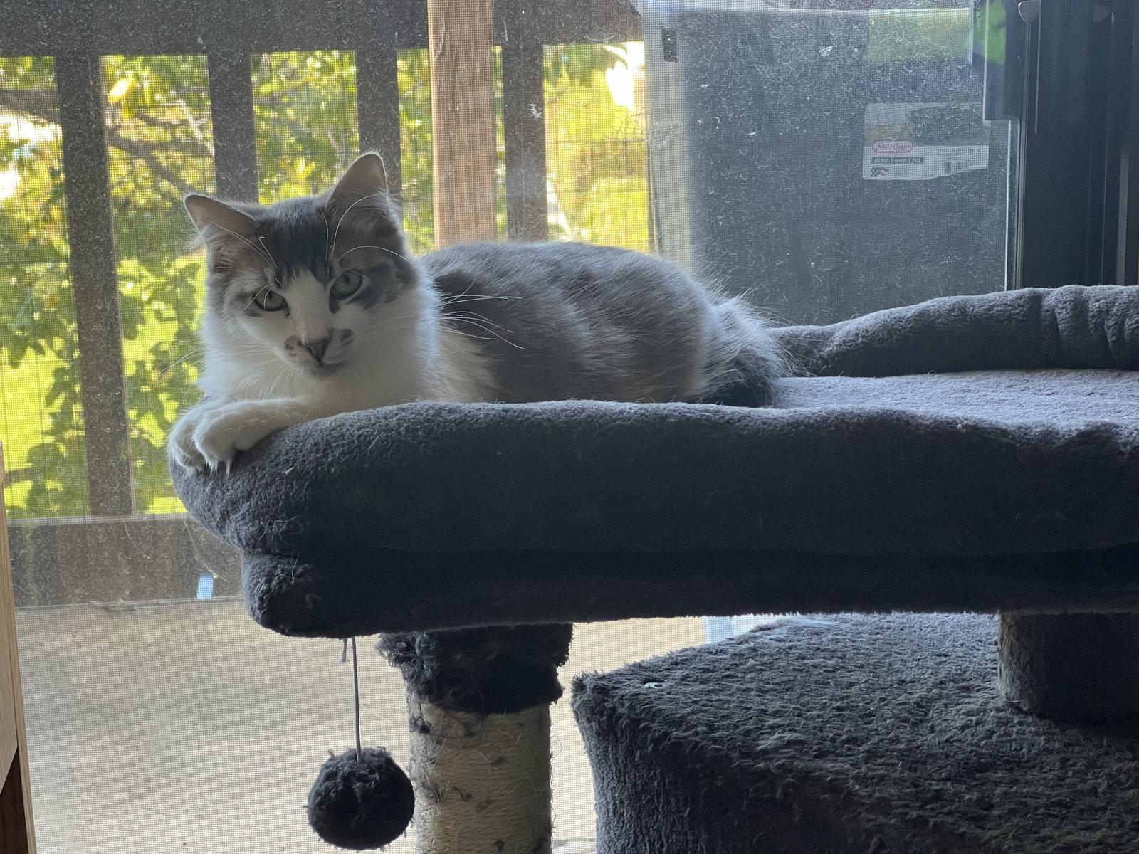 Enlarge Pearl (Courtesy Post), a Adoptable Domestic Medium Hair in San Jose, CA image 3/3