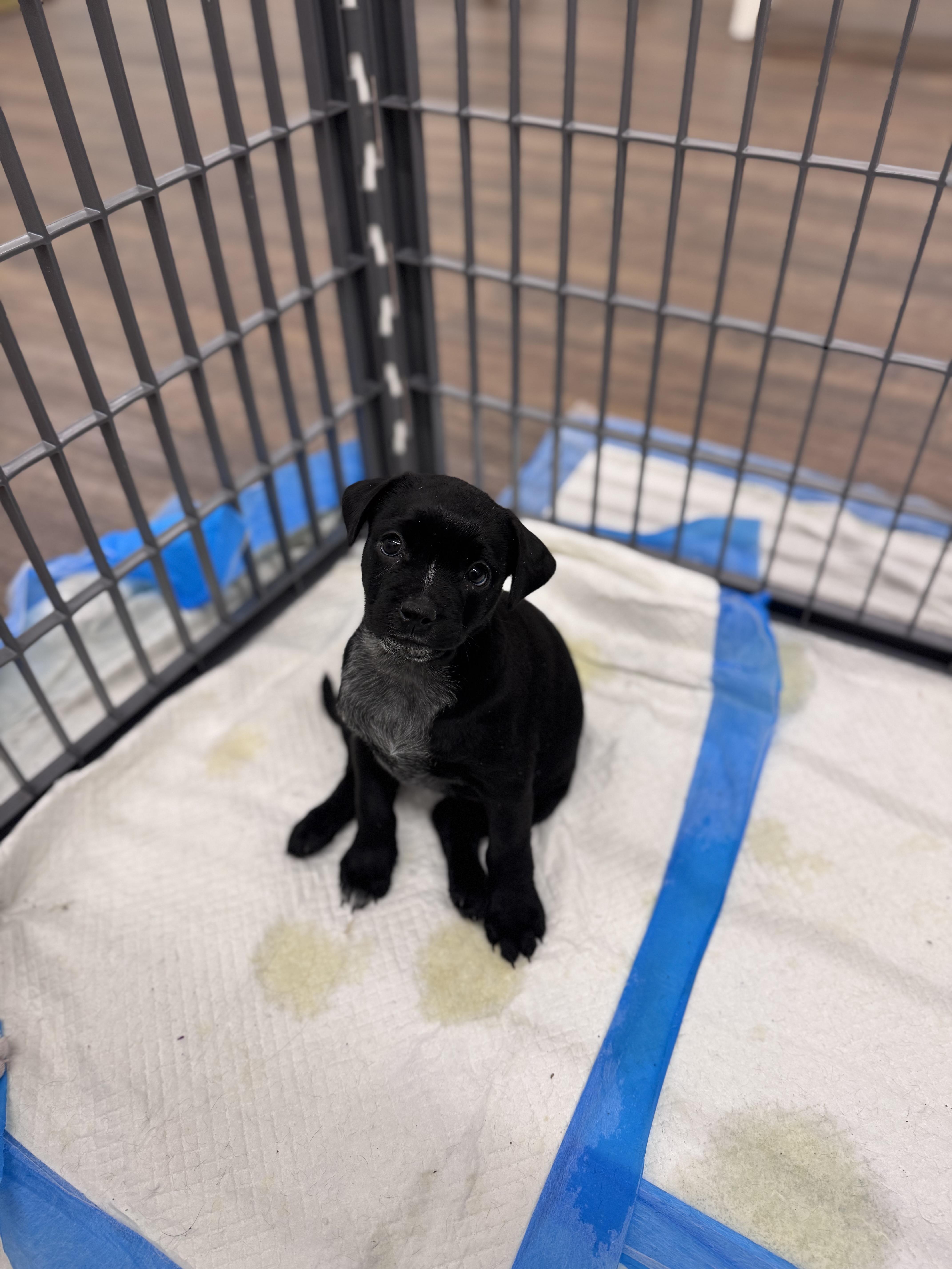 Enlarge Miller, a ADOPTABLE mixed breed in Simsbury, CT image 2/2