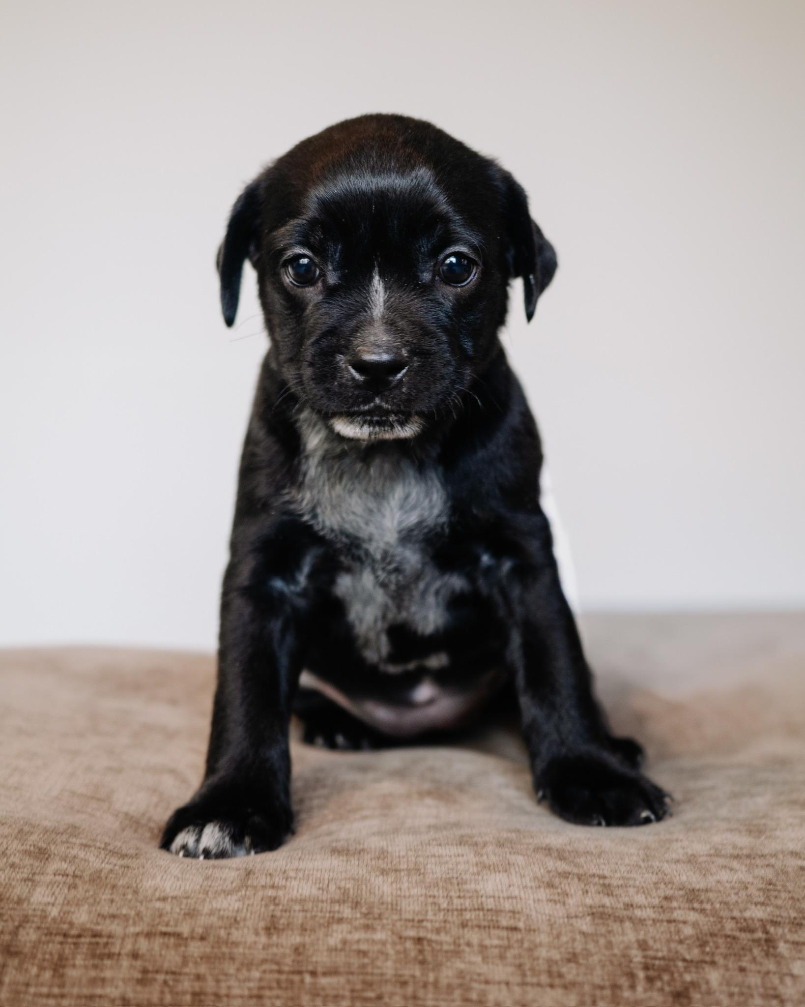 Miller, ADOPTABLE, Puppy Female Pug & Terrier.