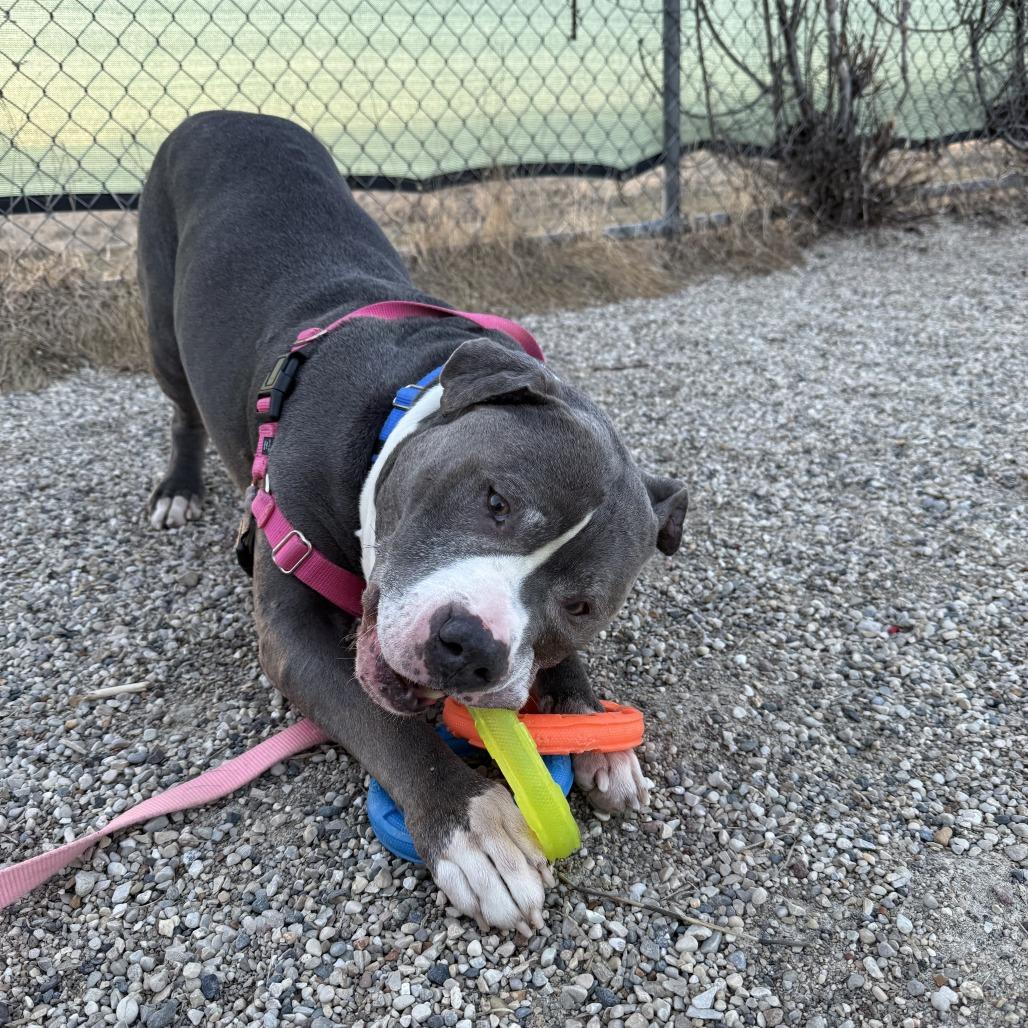 Dax, Adoptable, Senior Male Mixed Breed.