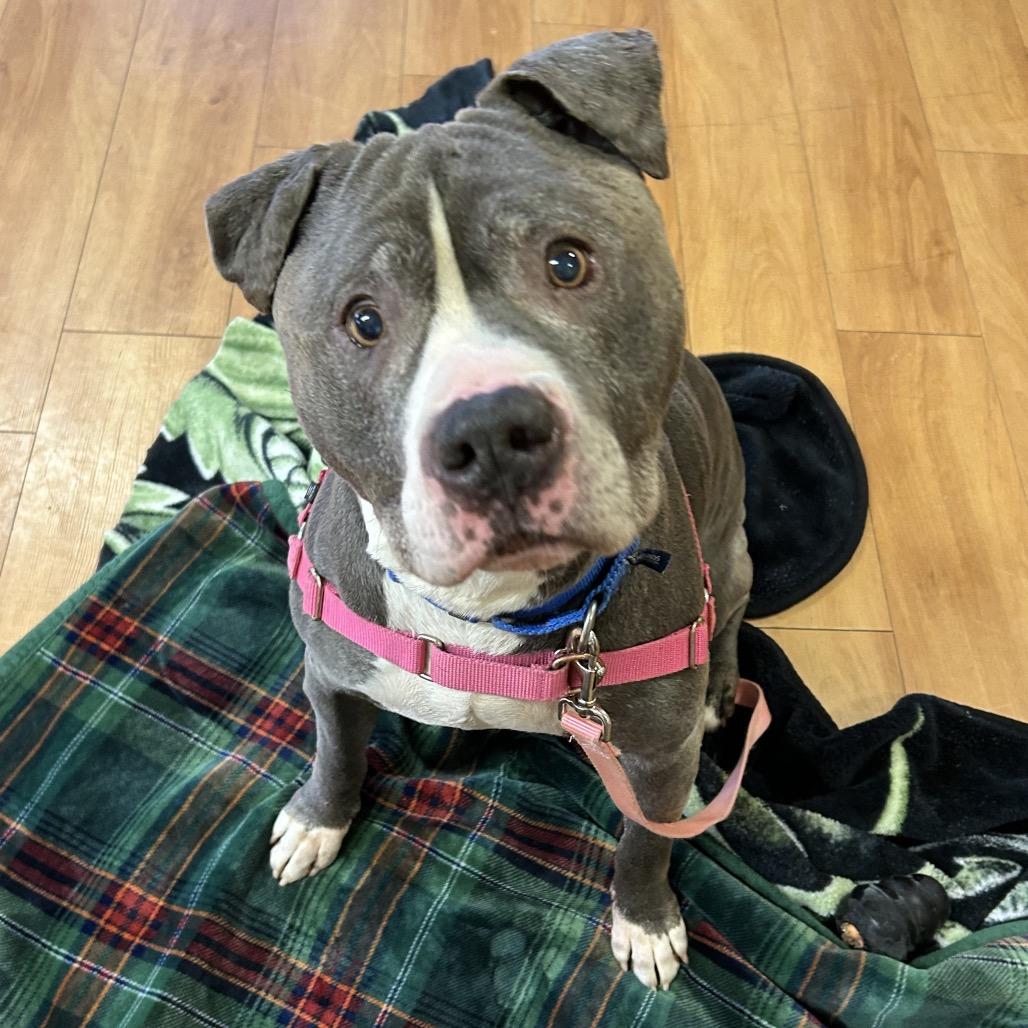 Enlarge Dax, a Adoptable Mixed Breed in Waukesha, WI image 3/6