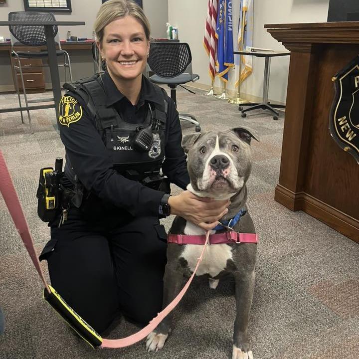 Enlarge Dax, a Adoptable Mixed Breed in Waukesha, WI image 5/6