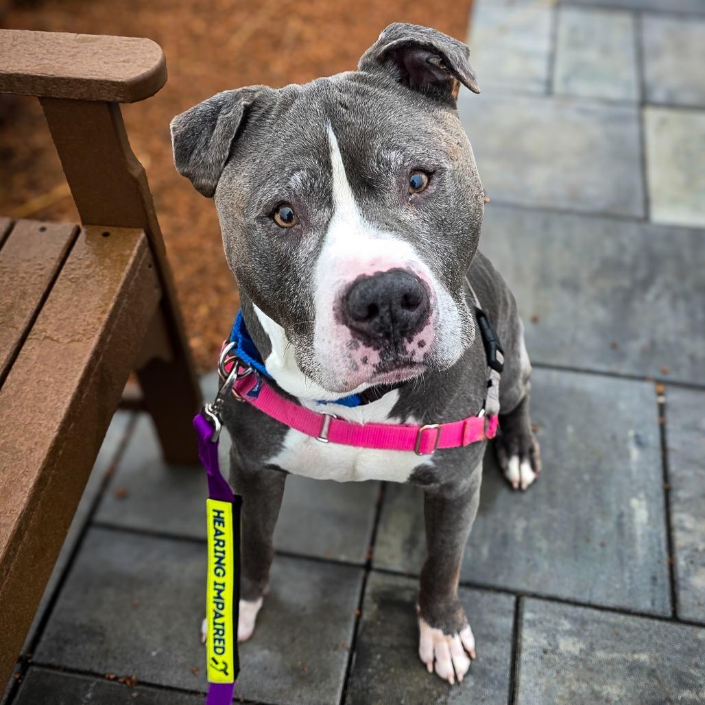 Enlarge Dax, a Adoptable Mixed Breed in Waukesha, WI image 6/6