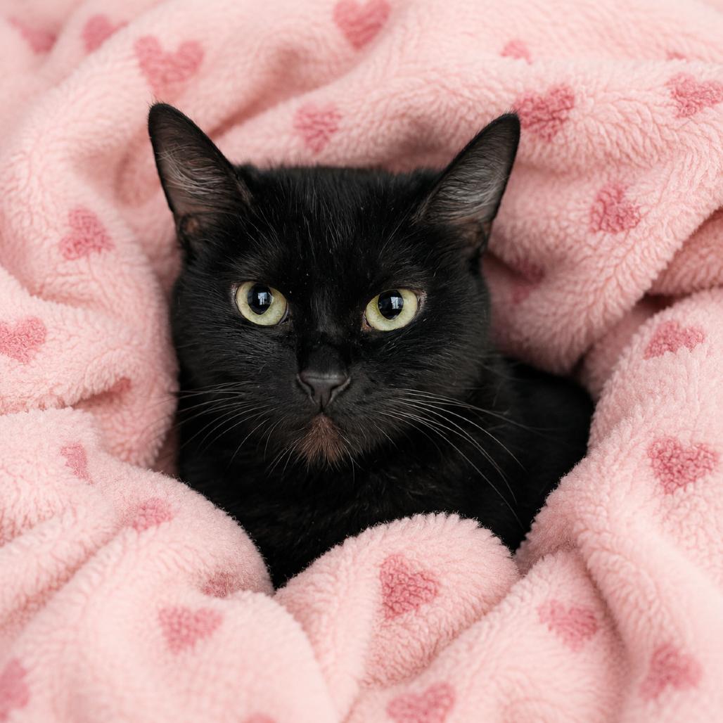Enlarge Sofie, a Adoptable Domestic Short Hair in Las Vegas, NV image 1/1