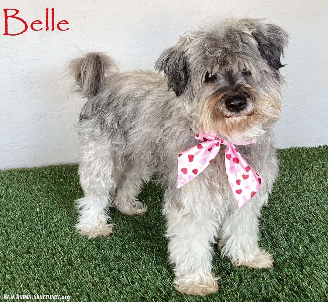 Belle, an adopted mixed breed in San Diego, CA image 1/4